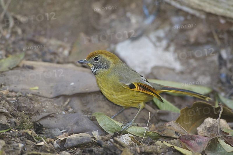 Bar-throated Minla (Minla strigula), Doi Inthanon, Thailand
