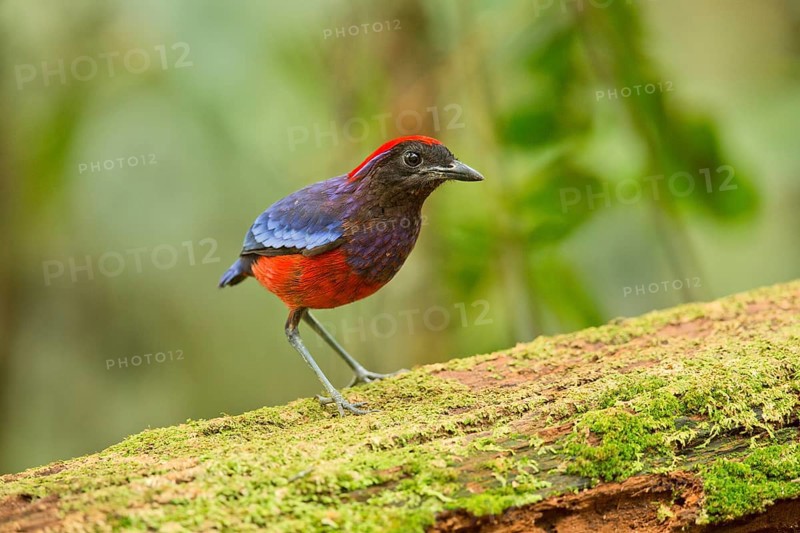 Garnet Pitta (Erythropitta granatina), Pahang, Malaysia
