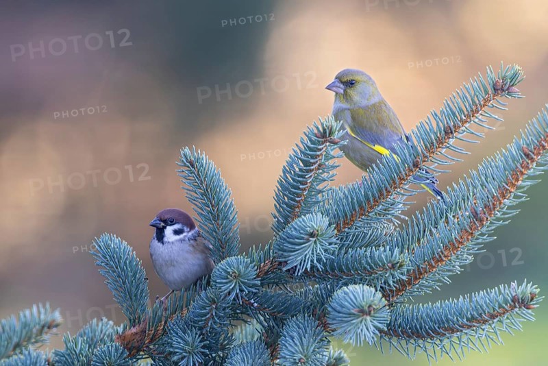 Tree sparrow (Passer montanus) with greenfinch (Chloris chloris), two adult birds sitting next to each other on a branch of a spruce tree in the glittering and sparkling evening light in the background, Baden-Württemberg, Germany