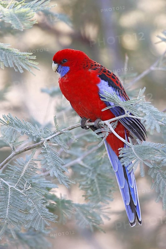 Crimson Rosella (Platycercus elegans), Australian Capital Territory, Australia