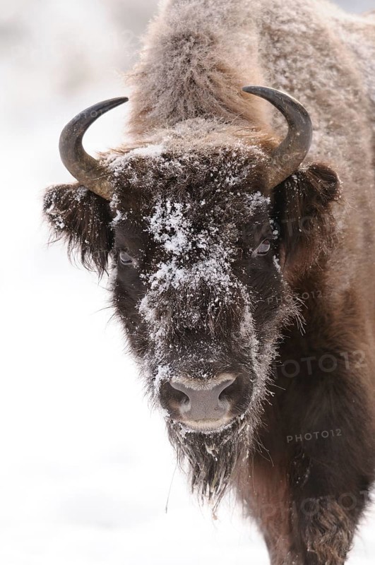 A close-up of a bison head covered with snow, bison (Bos bonasus), Bavarian Forest National Park, Bavaria