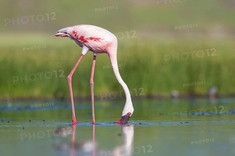 Lesser Flamingo (Phoeniconaias minor), Lake Natron, Tanzania