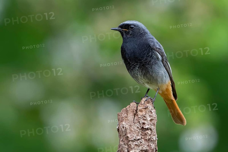 Black Redstart (Phoenicurus ochruros) male, Lower Saxony, Germany