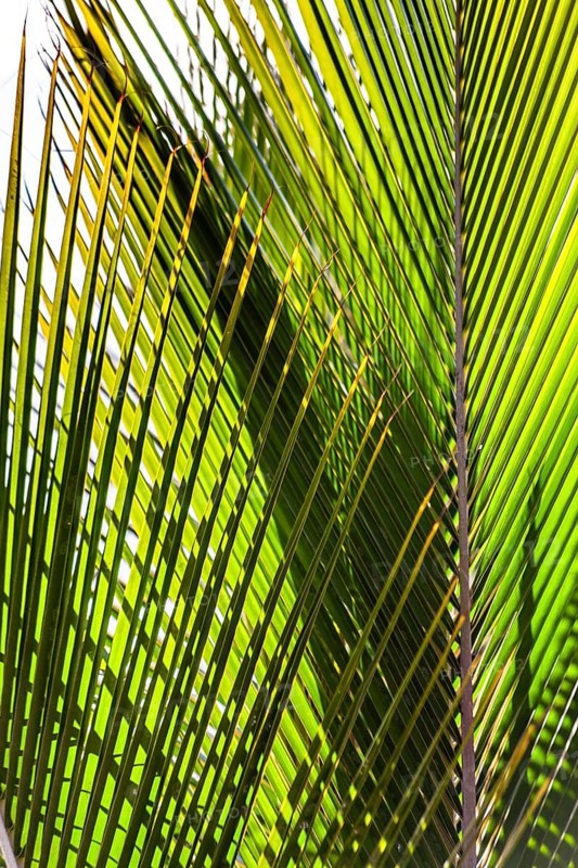 Fan palm, Lanzarote, Canary Islands, Spain