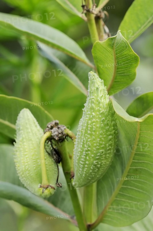 Common milkweed (Asclepias syriaca), fruit, ornamental plant, native to North America