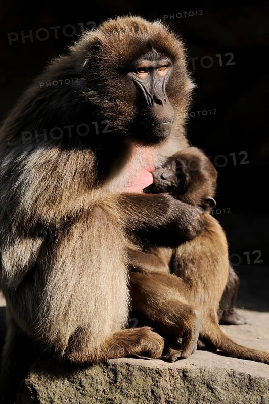 Djelada or gelada baboon (Theropithecus gelada), female with young, captive, occurring in Ethiopia, Malaysia