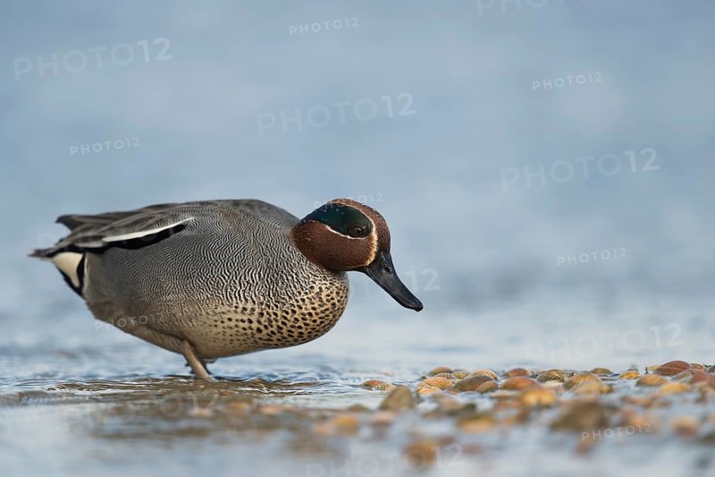 Eurasian Teal (Anas crecca) male, Schleswig-Holstein, Germany