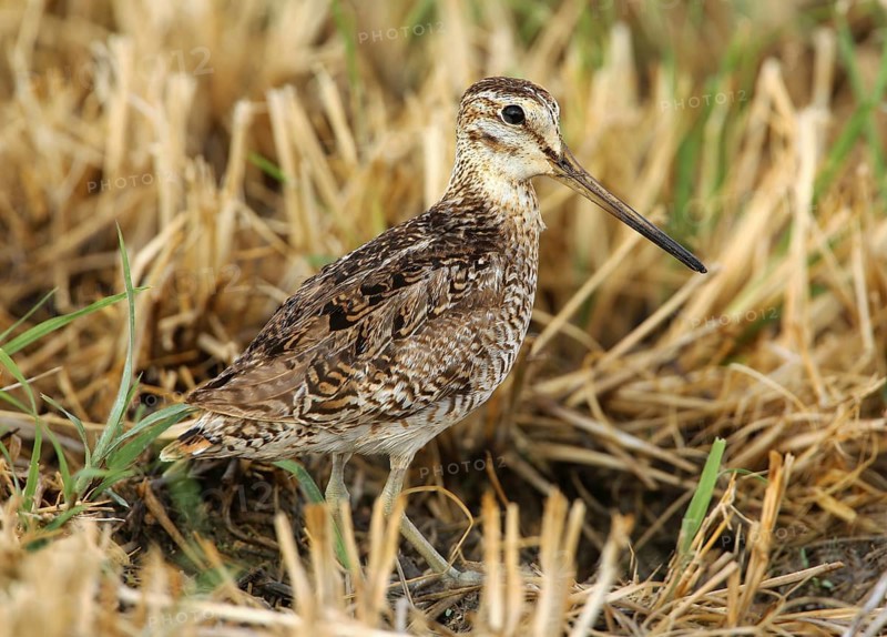 Pin-tailed Snipe (Gallinago stenura), Dhofar, Oman