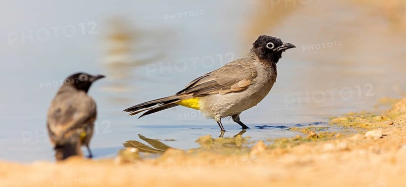 Yellow-vented Bulbul, (Pycnonotus xanthopygos), Animals, Birds, Bulbul, Songbird, Family of the True Bulbul, Celias Waterhole, Ezuz, HaDarom, Israel