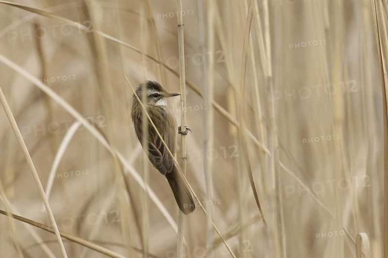 Moustached Warbler (Acrocephalus melanopogon), Turkey