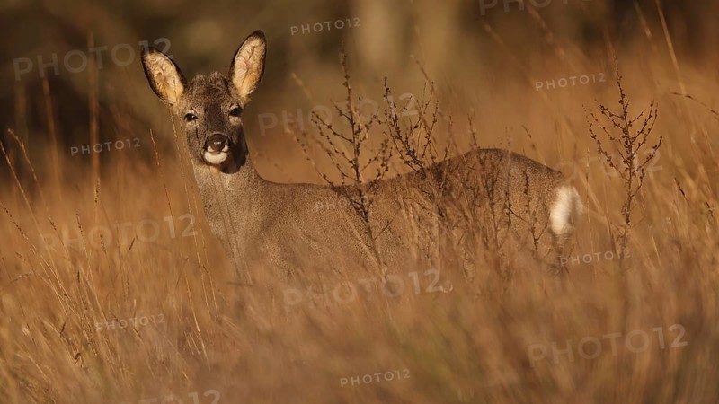 A serene roe deer stands amid tall grasses in a sunlit field, showcasing the beauty of nature. The golden hues of the field provide a perfect backdrop for this graceful creature