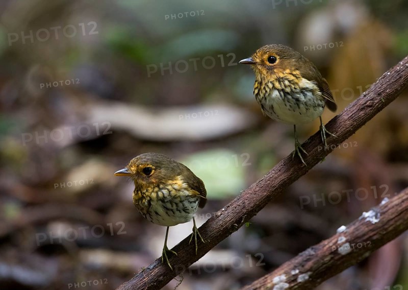 Ochre-breasted Antpitta (Grallaricula flavirostris), Pichincha, Ecuador