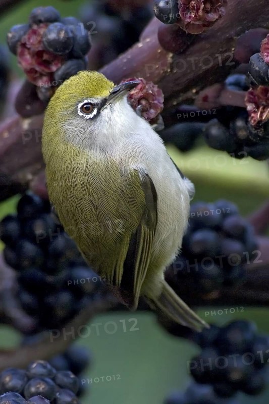 Christmas White-eye (Zosterops natalis), Christmas Island, Australia
