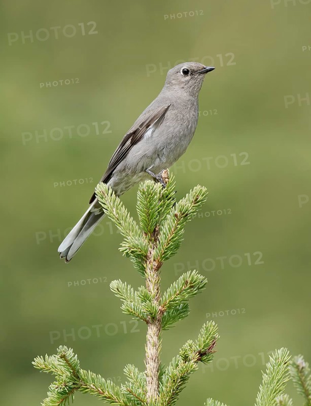 Townsend's Solitaire (Myadestes townsendi) perched on a branch, British Columbia, Canada