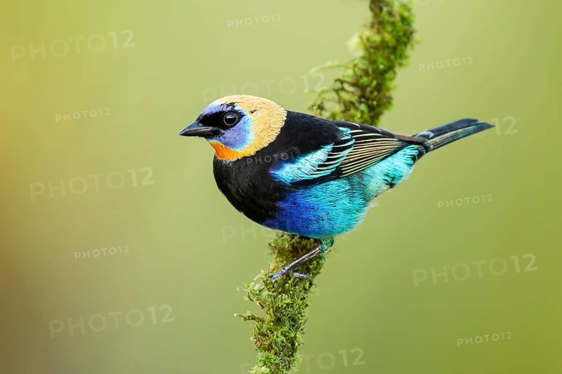 Golden-hooded Tanager (Tangara larvata) adult resting on a mossy branch outside rainforest, Alajuela, Costa Rica