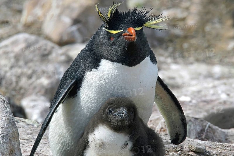 Animals, mammals, penguin, penguin, rock penguin with chicks, Falkland Islands, Antarctica