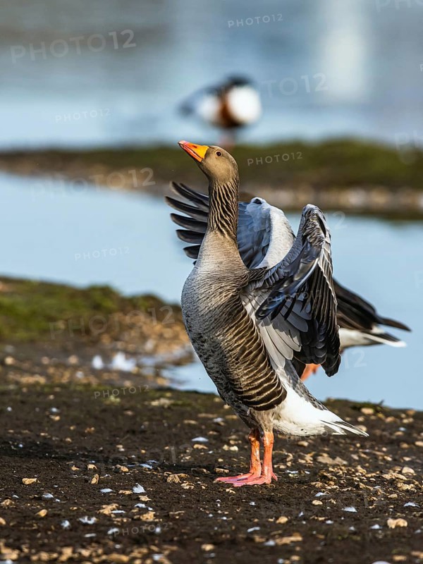 Greylag Goose, Anser anser, bird in flight over winter marshes