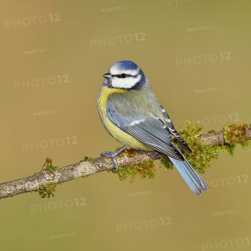 Blue tit (Parus caeruleus), sitting on a branch covered with moss, Wilnsdorf, North Rhine-Westphalia, Germany