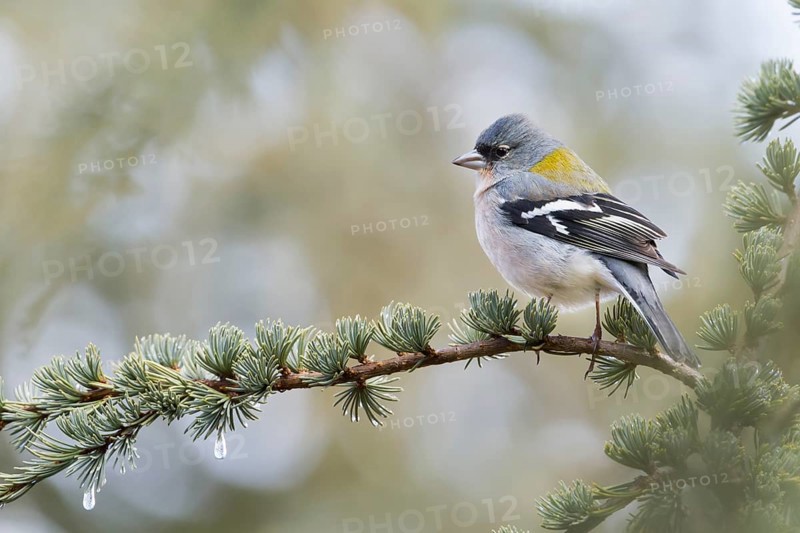 Atlas Chaffinch - Afrikanischer Buchfink - Fringilla coelebs ssp. africana, Morocco, adult male