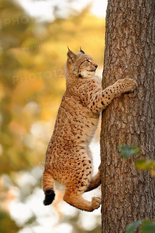 Eurasian Lynx (Lynx lynx) adult climbing a tree, North Rhine-Westphalia, Germany