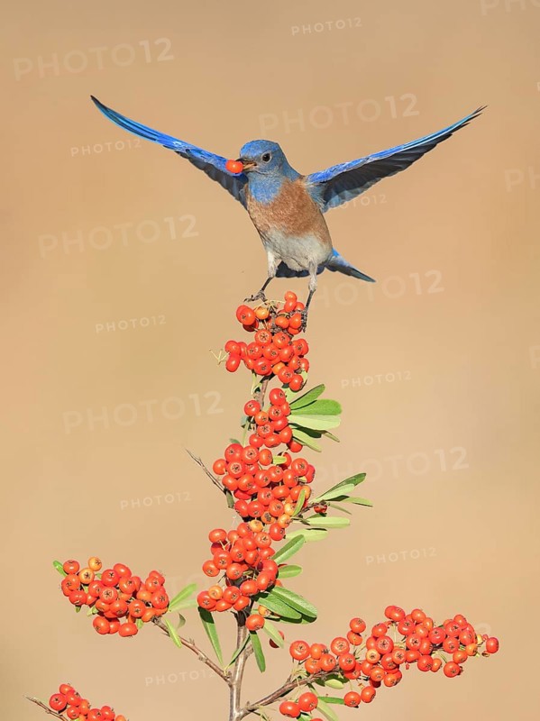 Western Bluebird (Sialia mexicana) eating red berries, California, USA