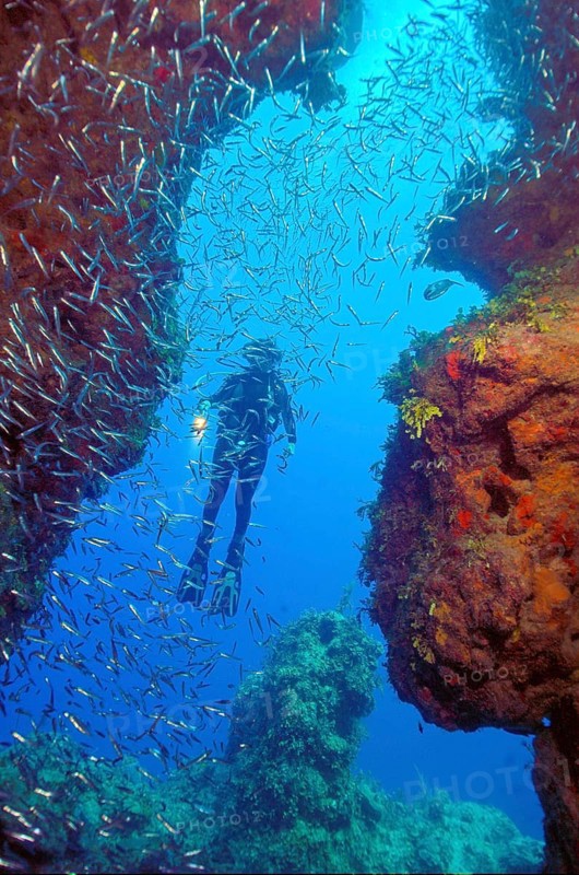 Shoal of spikefish (Atherinomorus stipes) in front of column canyon of stony corals (Acropora) in coral reef, Caribbean, Barrier Reef Tongue of the Ocean, New Providence, Bahamas