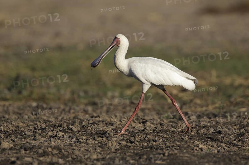 African Spoonbill (Platalea alba) foraging, Chobe, Botswana