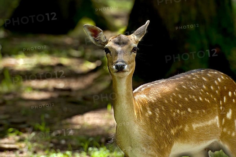 Fallow deer (Dama dama), female fallow deer standing in the sunny forest, looking into the camera, animal portrait, Poing Wildlife Park, Upper Bavaria, Bavaria, Germany
