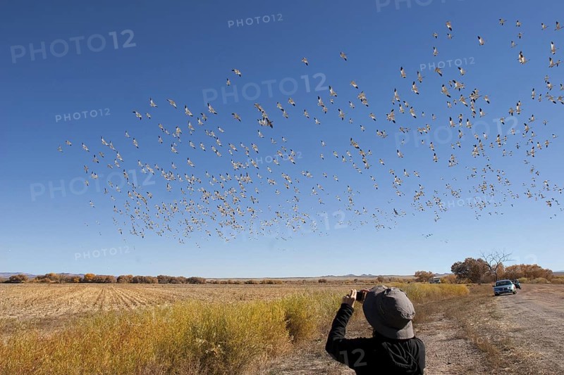 Snow Goose Chen caerulescens Bosque del Apache National Wildlife Refuge, New Mexico, United States 9 November Birder photographing flock taking flight. Anatidae