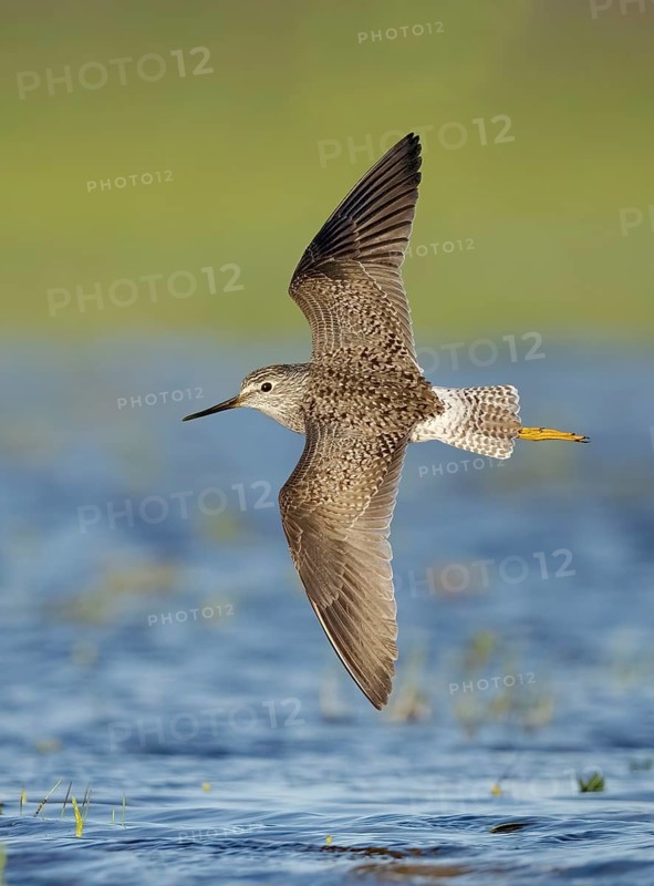 Lesser Yellowlegs (Tringa flavipes) flying, Texas, USA