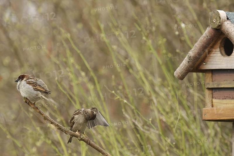 House Sparrow (Passer domesticus), Lower Saxony, Germany