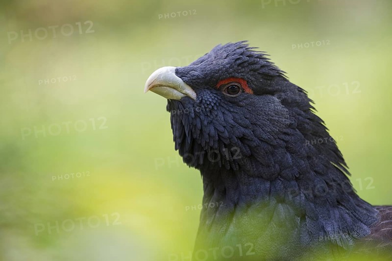 Western Capercaillie (Tetrao urogallus) male, Bavaria, Germany