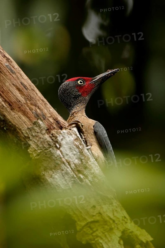 Ashy Woodpecker (Mulleripicus fulvus) male climbing up tree trunk, North Sulawesi, Indonesia
