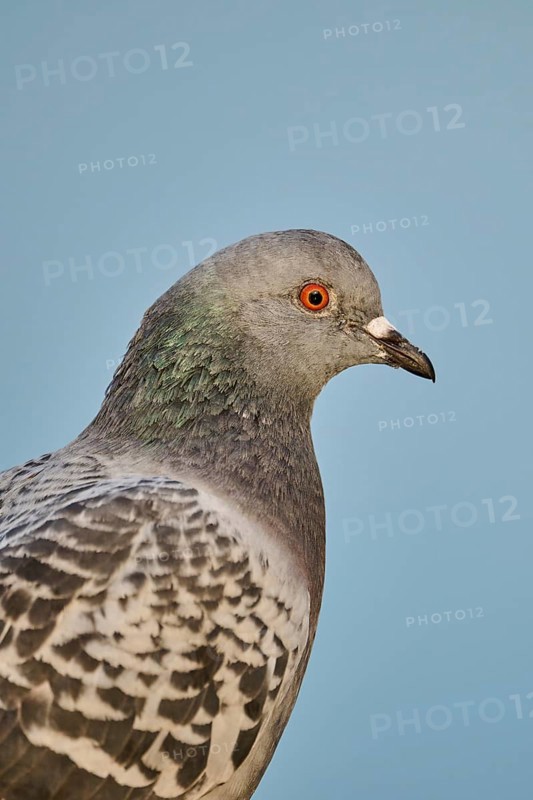 Feral pigeon (Columba livia domestica), portrait, Venice, Italy