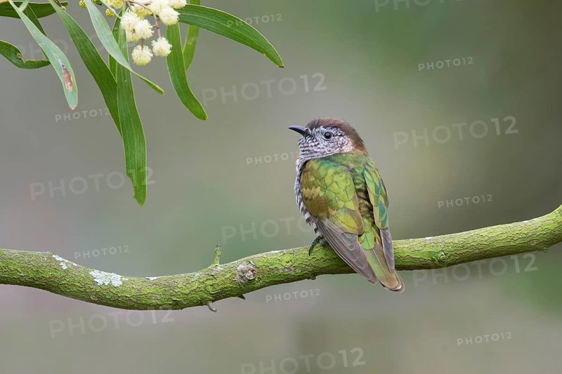 Shining Bronze Cuckoo (Chrysococcyx lucidus), Victoria, Australia