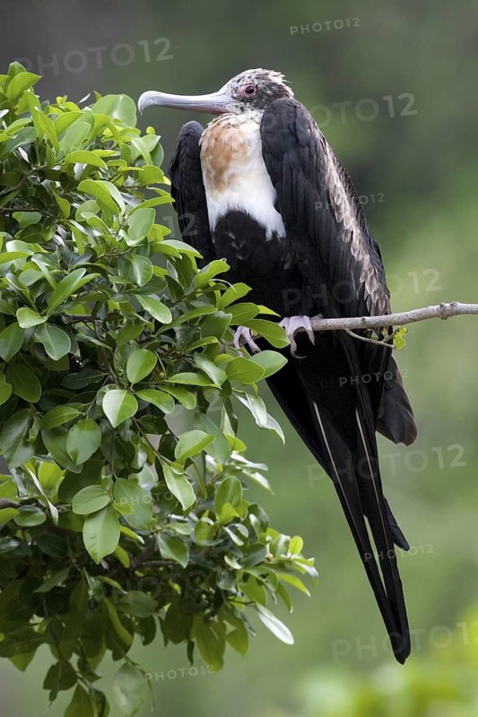 Great Frigatebird (Fregata minor) female, Christmas Island, Australia
