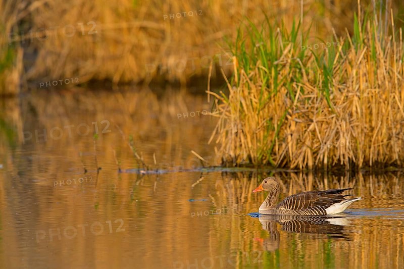 Grey goose, (Anser anser), animals, birds, goose, geese, field geese, duck family, biotope, habitat, Wagbachniederung, Ladenburg, Baden-Württemberg, Federal Republic of Germany