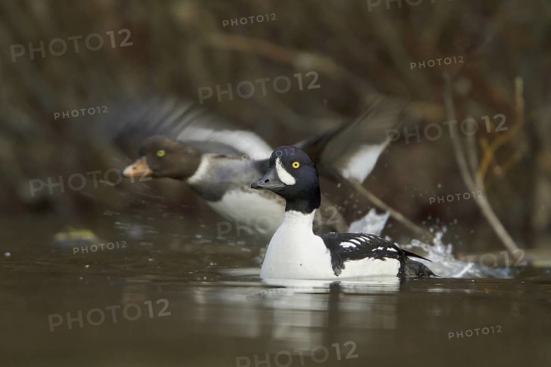 Barrow's Goldeneye (Bucephala islandica), British Columbia, Canada