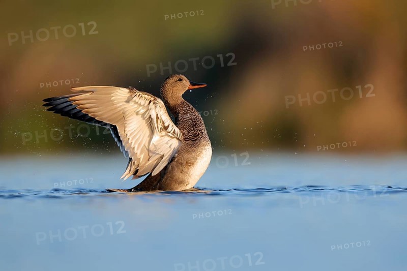 A frieze duck gracefully spreads its wings on the serene waters of Puebla de BeleÃ±a, Spain. The tranquil scene captures the bird detailed plumage and the peaceful beauty of nature