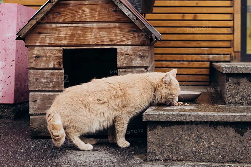 A stray cat enjoys a meal next to a rustic wooden cat house. The setting features textured wood and concrete surfaces, creating a cozy outdoor ambiance