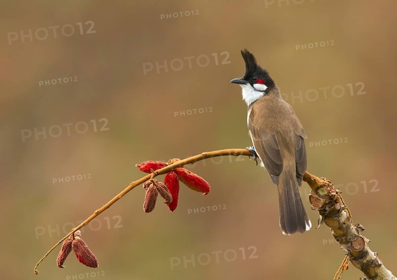 Red-whiskered Bulbul (Pycnonotus jocosus) perched on a twig, West Bengal, India
