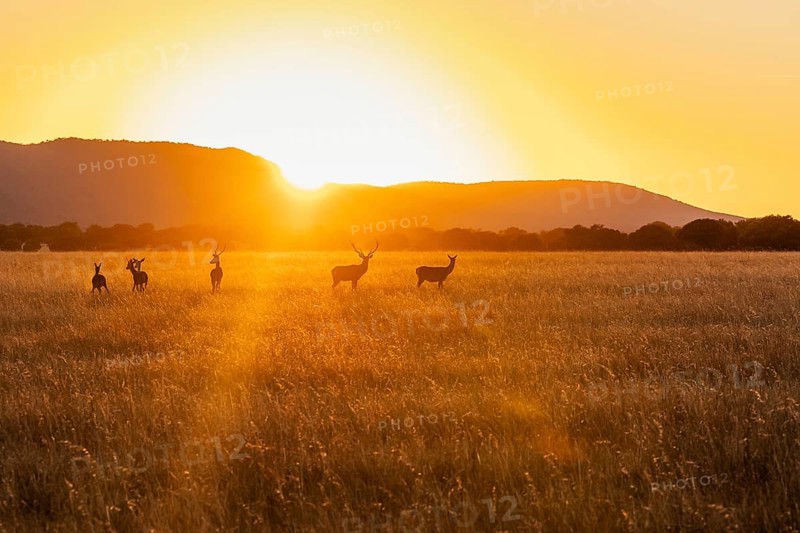 Silhouetted deers gracefully roam the golden fields of Cabaneros National Park at sunset, set against the backdrop of the Montes de Toledo in Spain