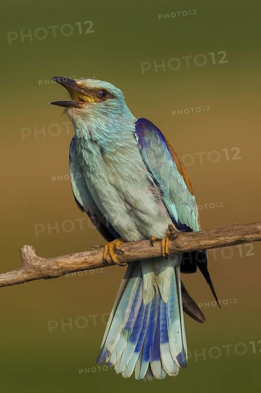 European Roller (Coracias garrulus) male singing, Hajdu-Bihar, Hungary