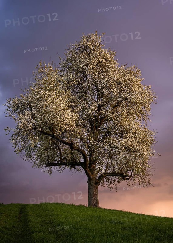 A white blossoming fruit tree in a meadow in spring. Colourful clouds and sunset. Rhine-Neckar district, Baden-Württemberg, Germany