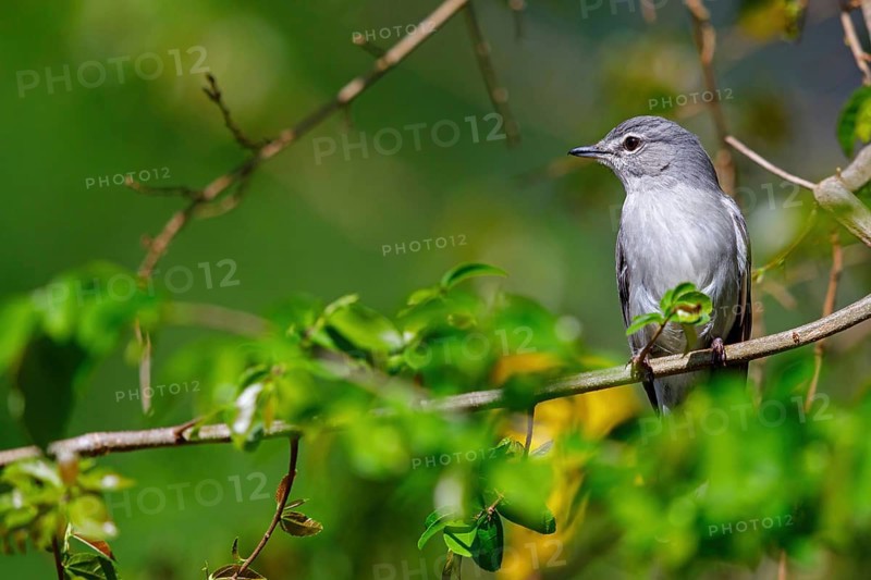Hard-backed flycatcher, (Fraseria caerulescens), animals, birds, biotope, perch, iSimangaliso Wetland Park, St. Lucia, KwaZulu-Natal, South Africa
