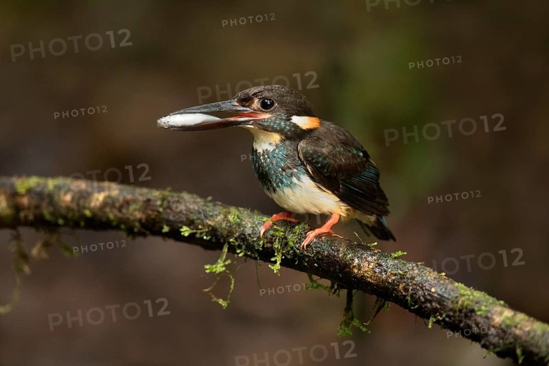 Blue-banded Kingfisher (Alcedo euryzona) male perched on a branch with fish prey in beak, Selangor, Malaysia