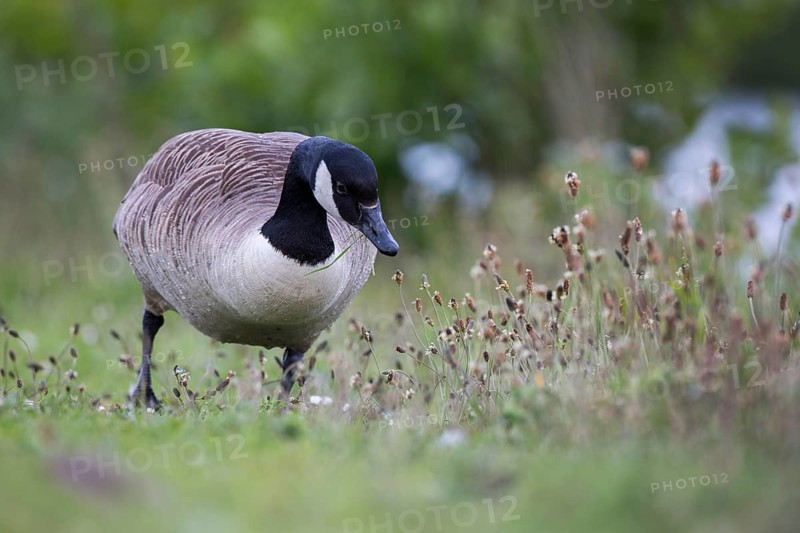 Canada Goose (Branta canadensis) foraging, Newcastle, United Kingdom