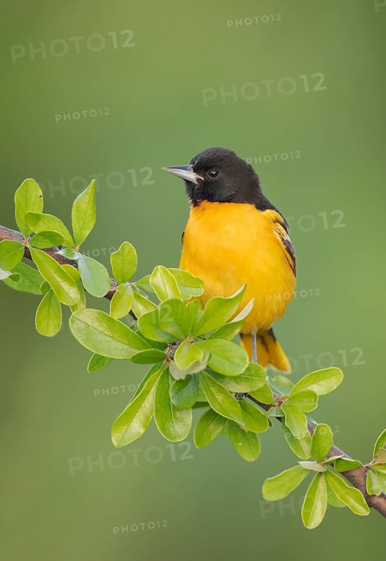 Baltimore Oriole (Icterus galbula) male, Texas, USA