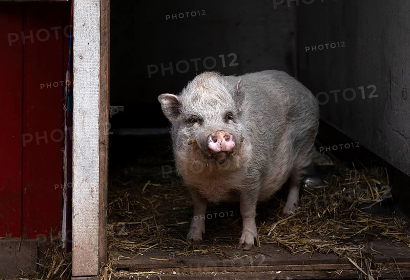 Pig, mini pig, stable, farm, Stuttgart, Baden-Württemberg, Germany