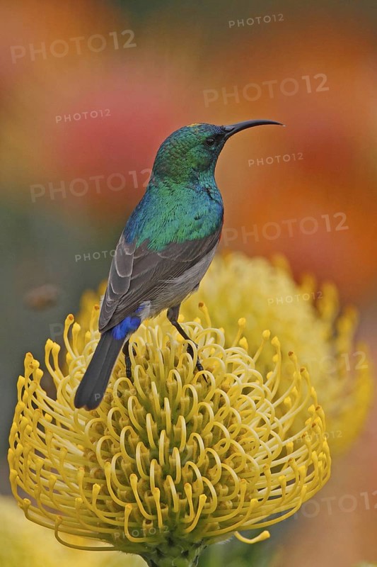 Southern Double-collared Sunbird (Cinnyris chalybeus) male, Western Cape, South Africa